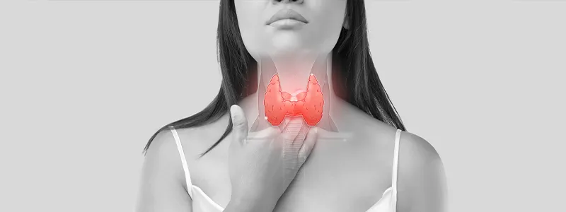 Location of the thyroid gland in the human neck.